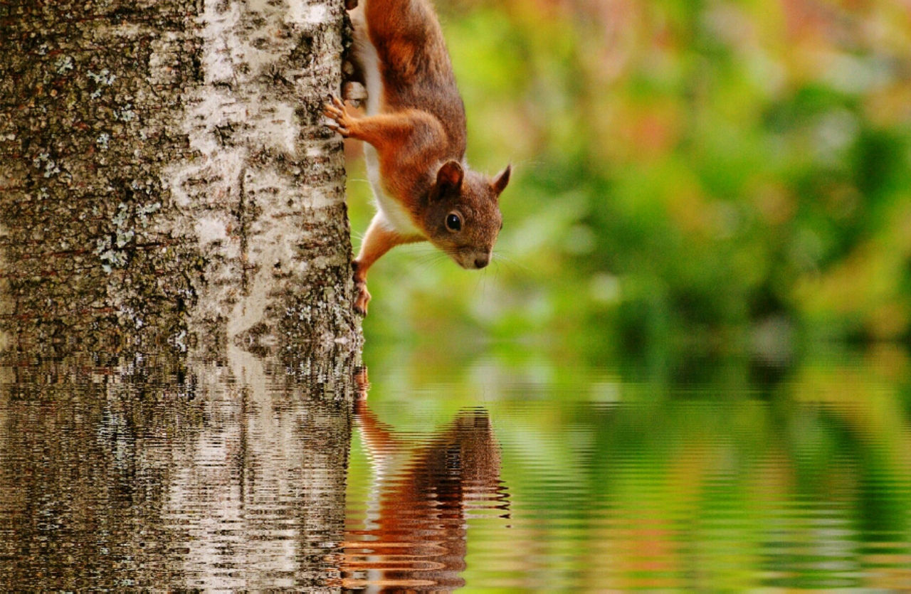 teckna fantasy (Dekorativ bild)